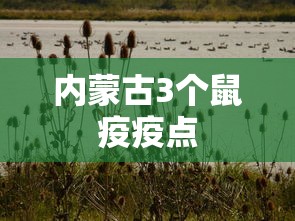 内蒙古3个鼠疫疫点,内蒙古3个鼠疫疫点