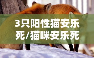 3只阳性猫安乐死/猫咪安乐死需多少钱