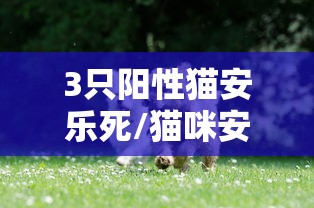 3只阳性猫安乐死/猫咪安乐死需多少钱 3只阳性猫安乐死/猫咪安乐死需多少钱