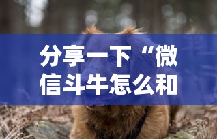 分享一下“微信斗牛怎么和朋友创房间玩”房卡获取方法
