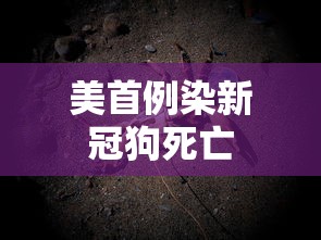 美首例染新冠狗死亡