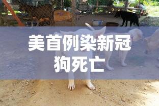 美首例染新冠狗死亡，美国首例新冠检测阳性宠物狗死亡
