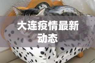 大连疫情最新动态