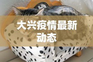 大兴疫情最新动态
