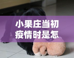 小果庄当初疫情时是怎么对待动物的/小果庄疫情什么时间开始 小果庄当初疫情时是怎么对待动物的/小果庄疫情什么时间开始